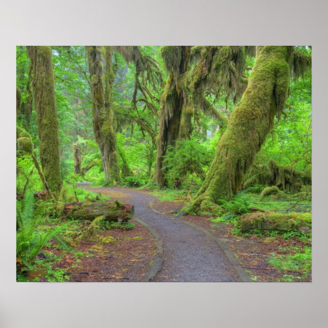 USA, Washington, Olympic National Park, Hoh Rain Poster (Front)
