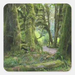 USA, Washington, Olympic National Park, Hoh Rain Square Sticker