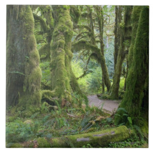 USA, Washington, Olympic National Park, Hoh Rain Tile
