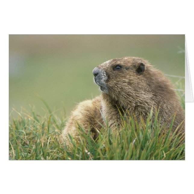 USA, Washington, Olympic NP, Olympic Marmot (Front Horizontal)