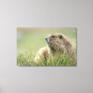 USA, Washington, Olympic NP, Olympic Marmot Canvas Print