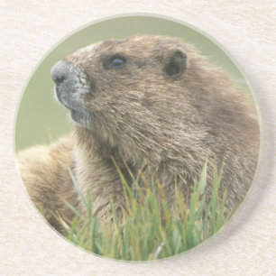USA, Washington, Olympic NP, Olympic Marmot Coaster
