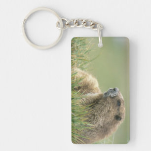 USA, Washington, Olympic NP, Olympic Marmot Key Ring