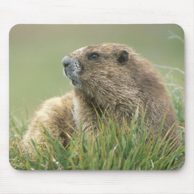USA, Washington, Olympic NP, Olympic Marmot Mouse Mat (Front)