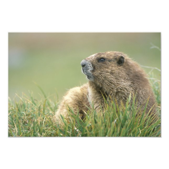 USA, Washington, Olympic NP, Olympic Marmot Photo Print (Front)