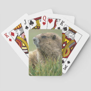 USA, Washington, Olympic NP, Olympic Marmot Playing Cards