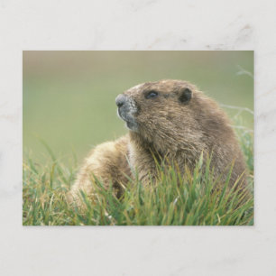 USA, Washington, Olympic NP, Olympic Marmot Postcard
