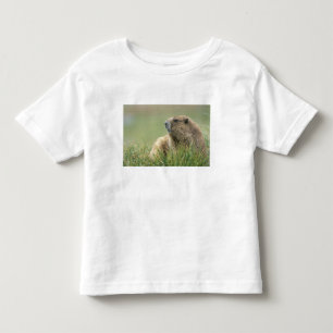 USA, Washington, Olympic NP, Olympic Marmot Toddler T-Shirt