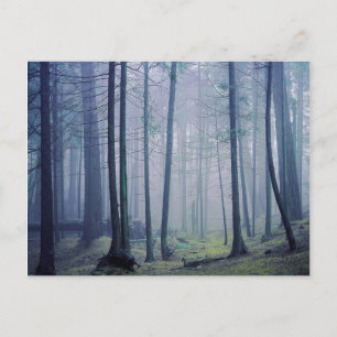 USA, Washington, Orcas Island, Moran State Park Postcard