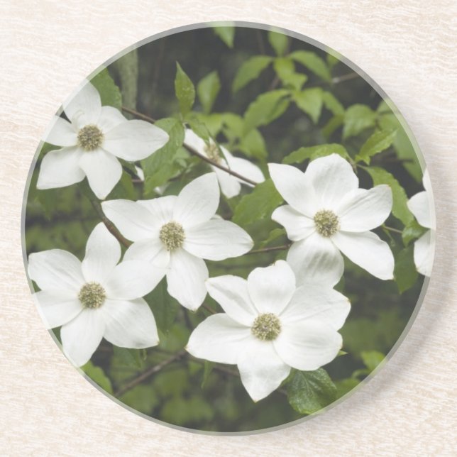 USA, Washington, Pacific Dogwood, Cornus Coaster (Front)