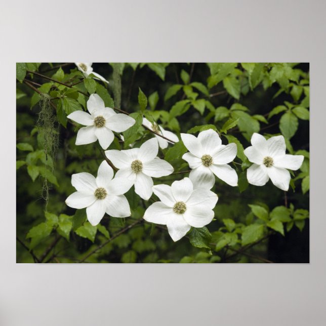 USA, Washington, Pacific Dogwood, Cornus Poster (Front)