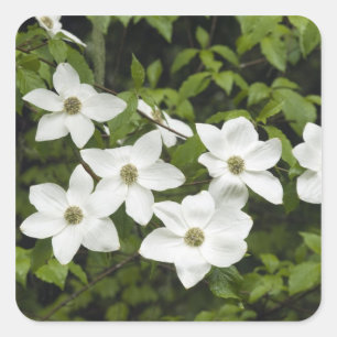 USA, Washington, Pacific Dogwood, Cornus Square Sticker