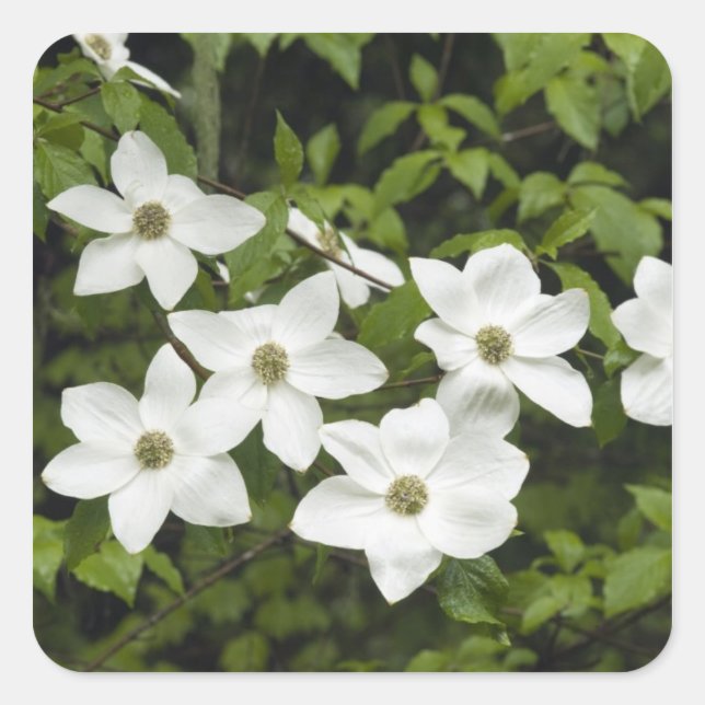 USA, Washington, Pacific Dogwood, Cornus Square Sticker (Front)
