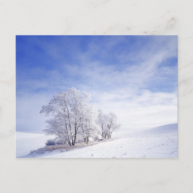 USA, Washington, Palouse Area, Frosted Black Postcard (Front)
