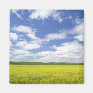 USA, Washington, Palouse Country, Blooming Magnet