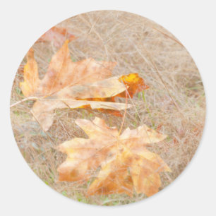 USA, Washington, Quinault. Maple Leaves Classic Round Sticker