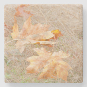 USA, Washington, Quinault. Maple Leaves Stone Coaster