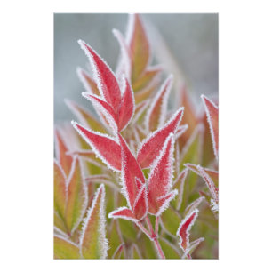 USA, Washington, Seabeck. Close-up of frost on Photo Print