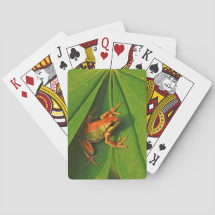 USA, Washington, Seattle, Discovery Park 2 Playing Cards