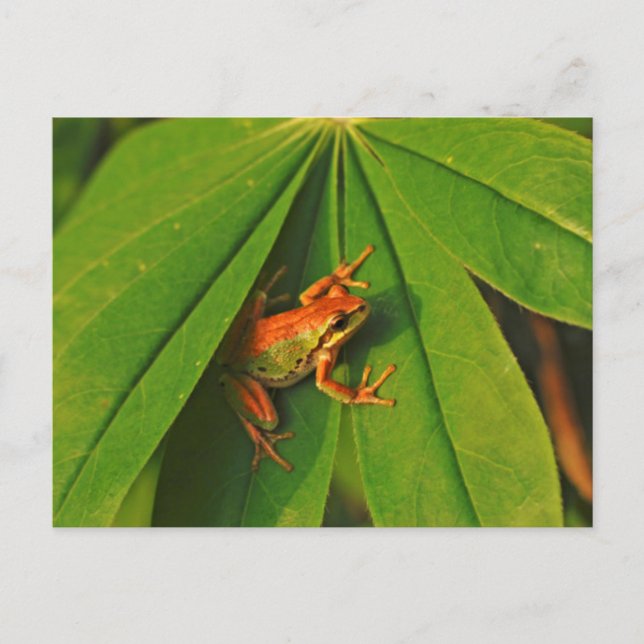 USA, Washington, Seattle, Discovery Park 2 Postcard (Front)