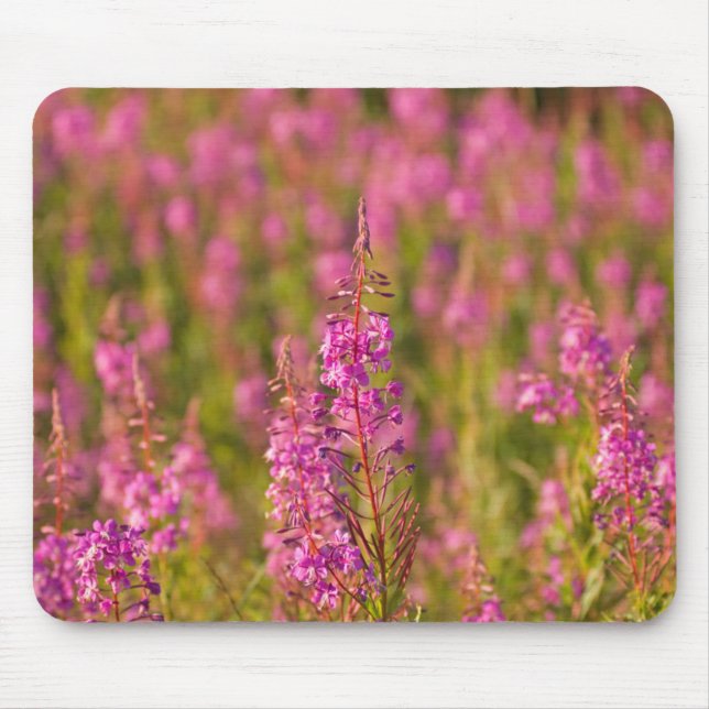 USA, Washington, Seattle, Discovery Park 3 Mouse Mat (Front)