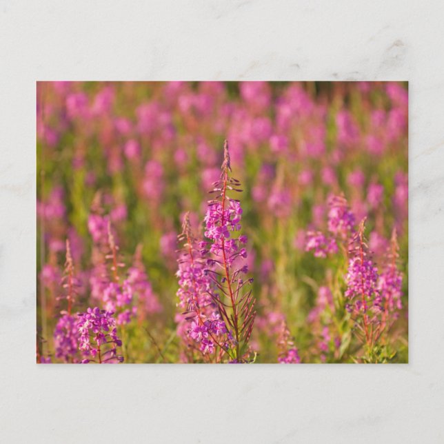 USA, Washington, Seattle, Discovery Park 3 Postcard (Front)