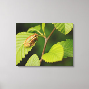 USA, Washington, Seattle, Discovery Park Canvas Print