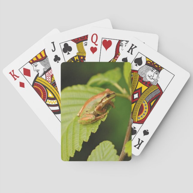 USA, Washington, Seattle, Discovery Park Playing Cards (Back)