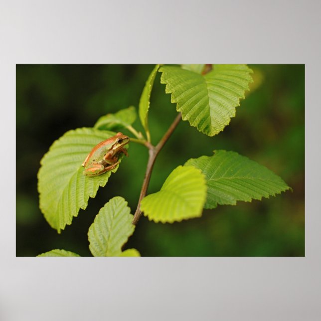 USA, Washington, Seattle, Discovery Park Poster (Front)