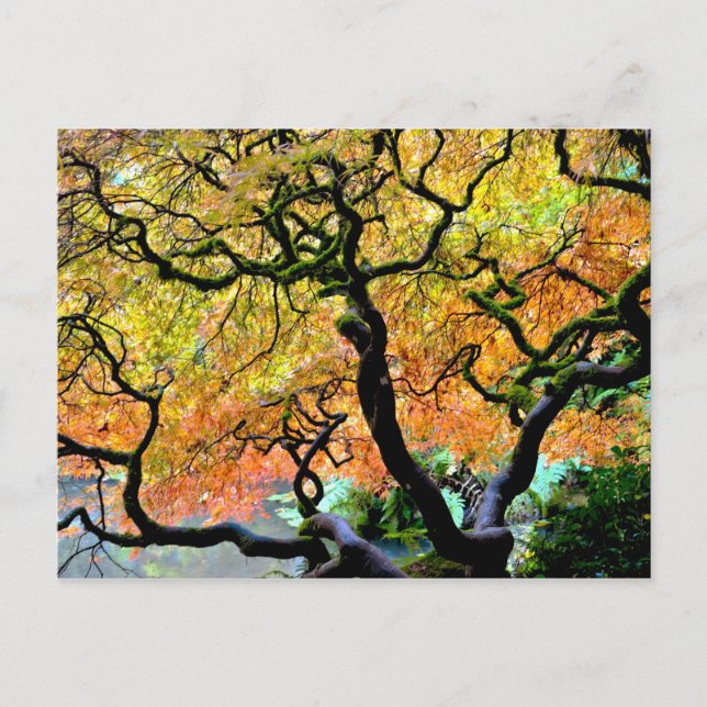 USA, Washington, Seattle, Kubota Garden. Postcard (Front)