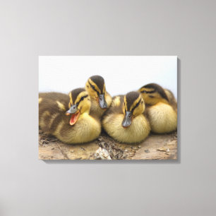 USA, Washington, Seattle, Lake Washington Canvas Print