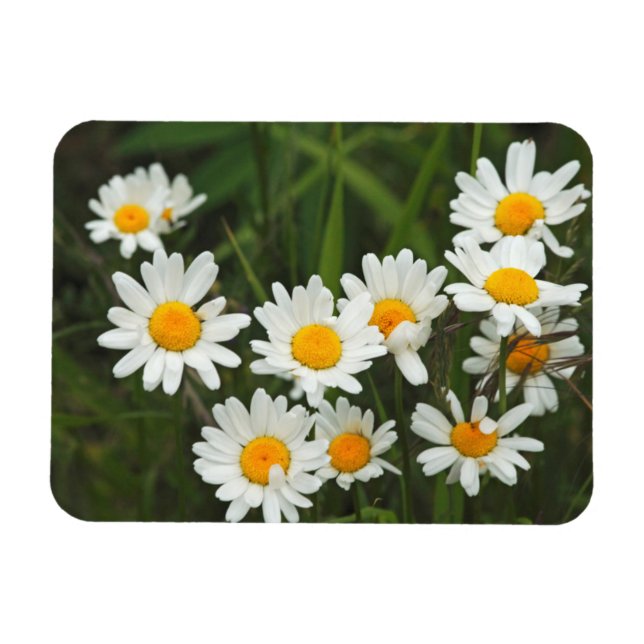 USA, Washington, Seattle, Puget Sound 3 Magnet (Horizontal)