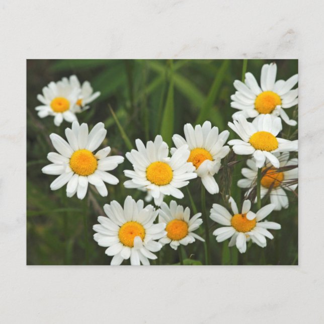 USA, Washington, Seattle, Puget Sound 3 Postcard (Front)