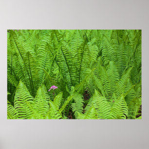 USA, Washington, Seattle, Washington Park Poster