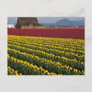 USA, Washington, Skagit Valley. Tulip fields 2 Postcard