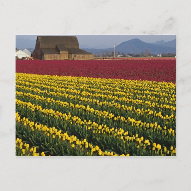 USA, Washington, Skagit Valley. Tulip fields 2 Postcard (Front)