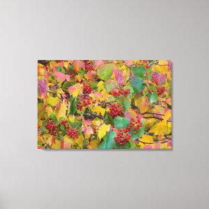 USA, Washington, Spokane County, Hawthorn Leaves 2 Canvas Print