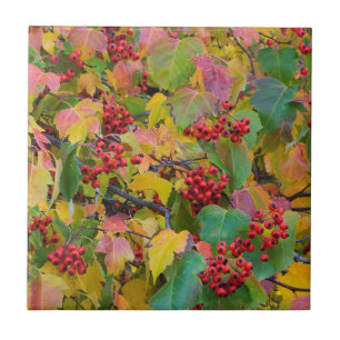 USA, Washington, Spokane County, Hawthorn Leaves 2 Tile