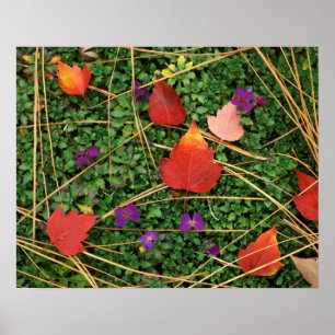 USA, Washington, Spokane County, Hawthorn Leaves 3 Poster