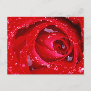 USA, Washington, Spokane County, Manito Park Postcard