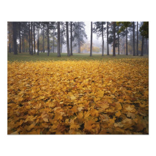 USA, Washington, Spokane, Manito Park, Autumn Photo Print