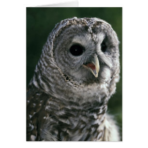 USA, Washington State. Barred Owl (Strix varia)