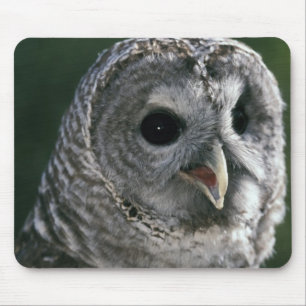 USA, Washington State. Barred Owl (Strix varia) Mouse Mat