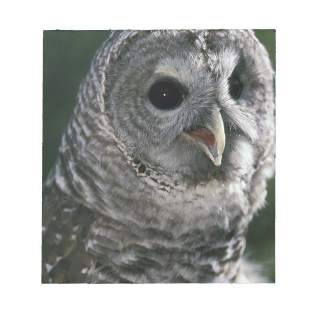 USA, Washington State. Barred Owl (Strix varia) Notepad (Front)