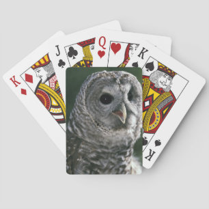 USA, Washington State. Barred Owl (Strix varia) Playing Cards