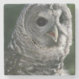USA, Washington State. Barred Owl (Strix varia) Stone Coaster