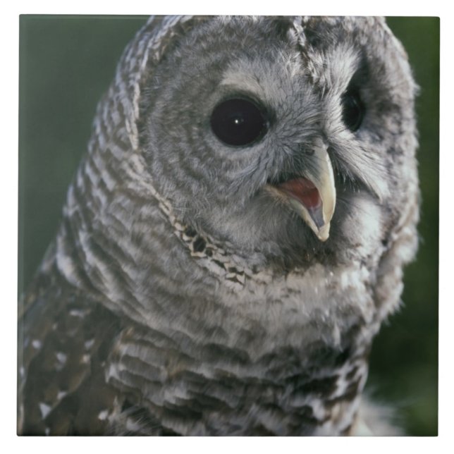 USA, Washington State. Barred Owl (Strix varia) Tile (Front)