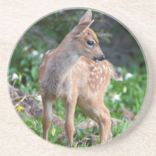 USA, Washington State. Blacktail Deer Fawn Coaster