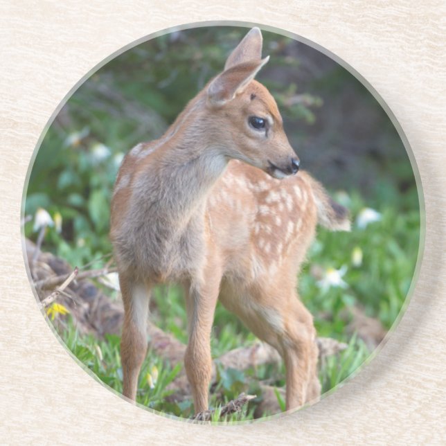 USA, Washington State. Blacktail Deer Fawn Coaster (Front)