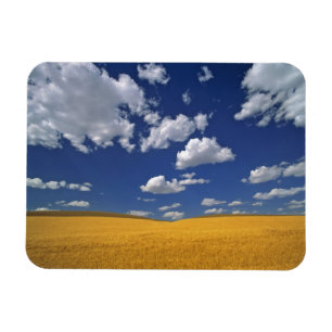 USA, Washington State, Colfax. Ripe barley meets Magnet